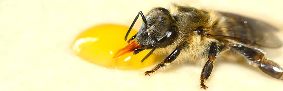 pčela siše med