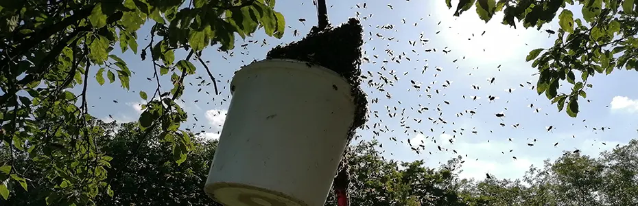 Roj u kanti na teleskopu