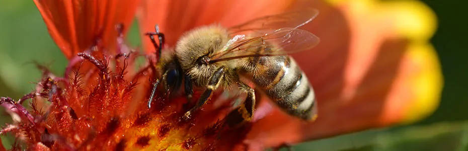 Pčela na cvetu baštenske biljke