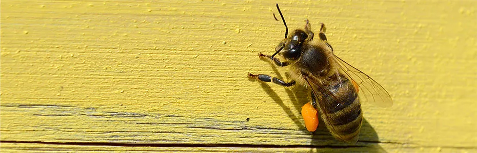 Pčela ispred košnice sa dosta polena na ngoicama