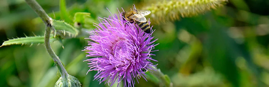 Pčela na cvetu čička