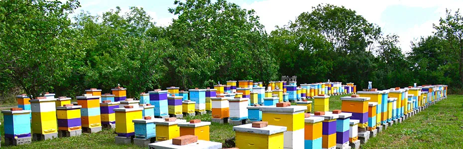 Naš pčelinjak - Pčelinjaci Stanković Mladenovac