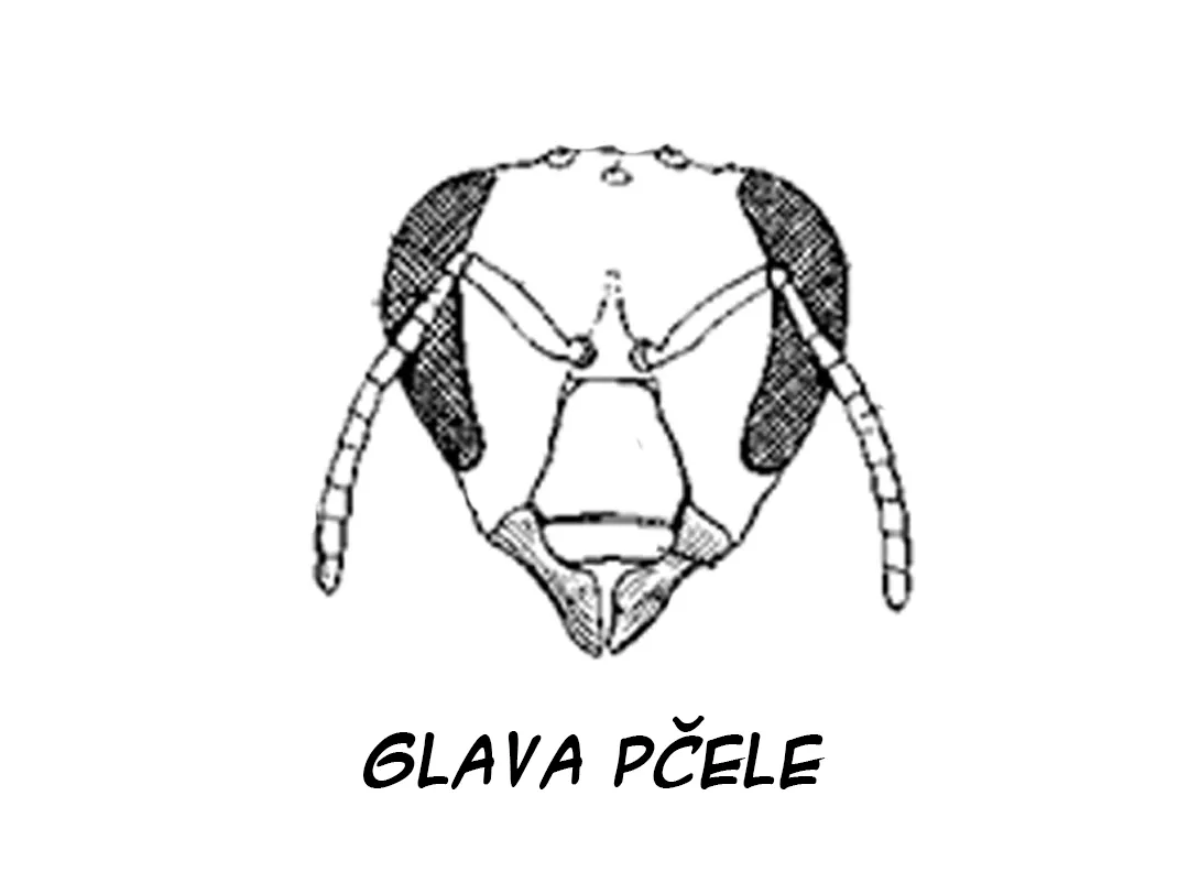  glava pčele  