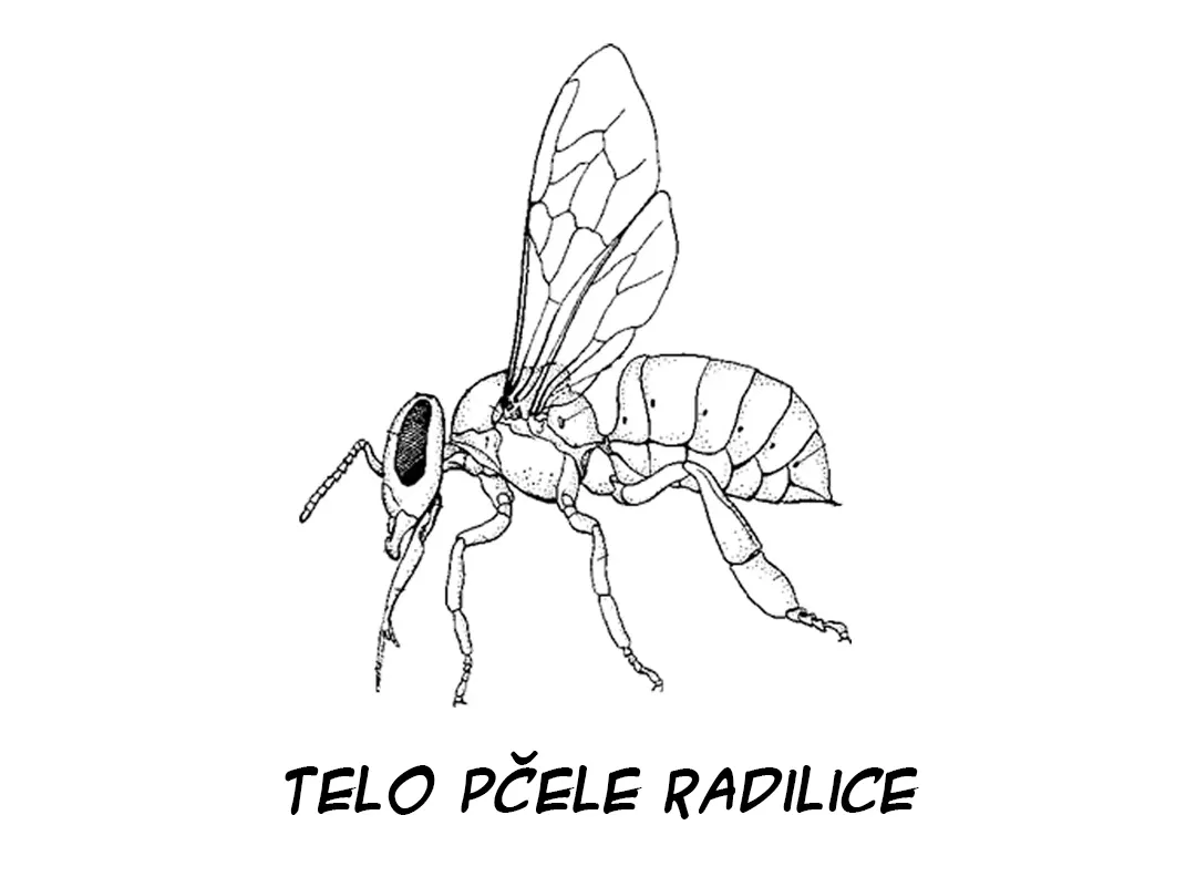  telo pčele radilice 