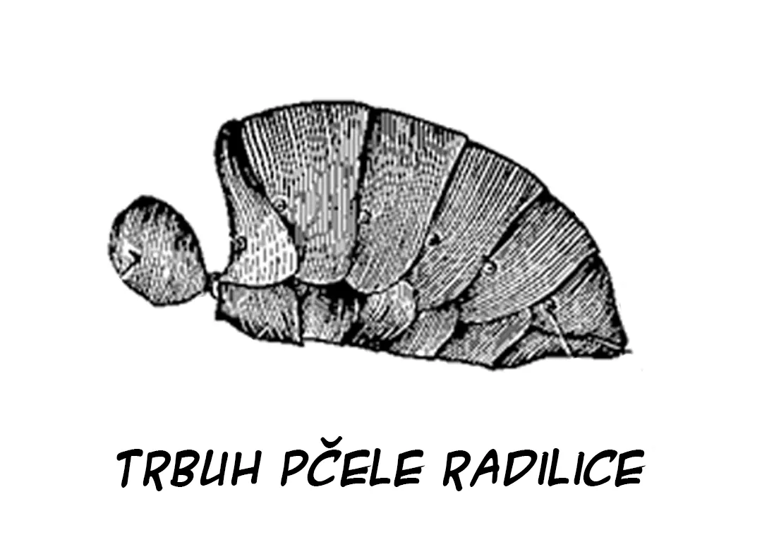  trbuh pčele radilice  