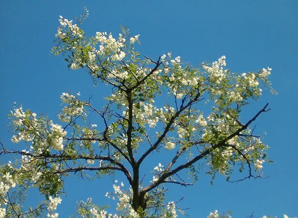 Bagrem 2007