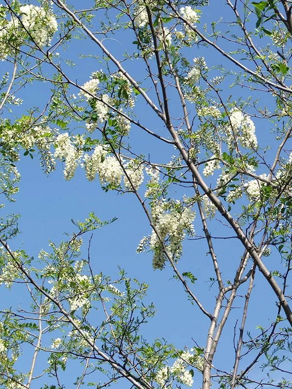 Bagremova paša 2011.