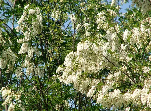 Bagremova paša 2011.