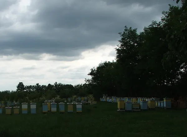 Bagremova paša 2014.