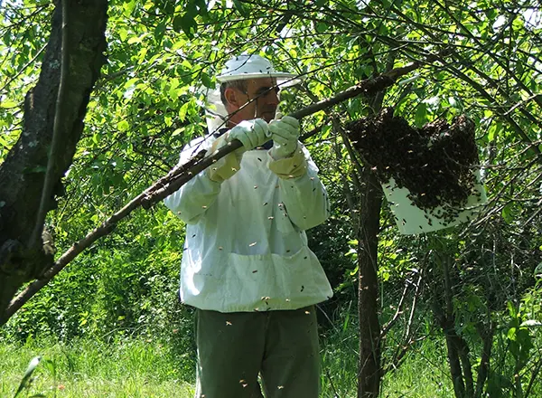 Bagremova paša 2016.