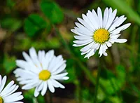 Petrovac, krasuljak, bela rada ili belka (lat. Bellis perennis) je višegodišnja zeljasta ukrasna i lekovita biljka iz porodice glavočika (Asteraceae).
