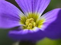Ljubičica (lat. Viola) rod je dikotiledonih skrivenosemenica iz porodice ljubičica (Violaceae). Obuhvata oko 500 vrsta, uglavnom rasprostranjenih u severnim umerenim predelima Zemlje.