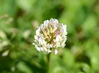 Bela detelina (lat. Trifolium repens) je samonikla višegodišnja zeljasta biljka iz porodice mahunarki (Fabaceae).
