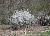 Trnjina (lat. Prunus spinosa) je vrsta šljive u narodu poznata i kao divlja šljiva ili crni trn. Ima je u Evropi, Zapadnoj Aziji i na severozapadu Afrike.