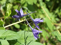 Campanulaceae ili zvončike je porodica reda Asterales, divizije Eudicotiledonae, sa 2.400 vrsta u 84 roda zeljastih biljaka cvetnica, grmova, a retko malog drveća.