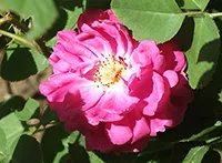 Ruža (lat. Rosa) je rod drvenastih biljaka iz porodice ruža (Rosaceae). Uzgaja se zbog lepih mirisnih cvetova i do danas postoje mnogi hibridi i kultivari ruža koji se međusobno razlikuju po boji i izgledu.