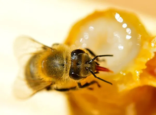 Matični mleč i pčela 