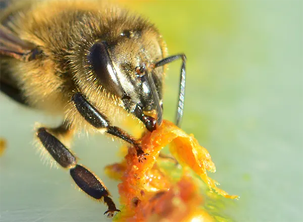 Pčela i propolis