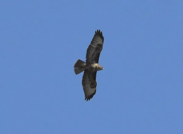 mišar buteo buteo