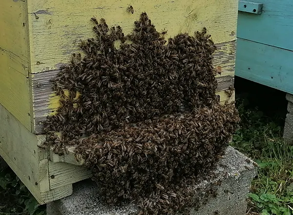  Brada na košnici održanje mikroklime legla   