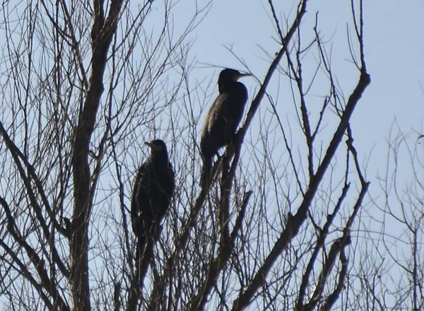 Veliki kormoran 