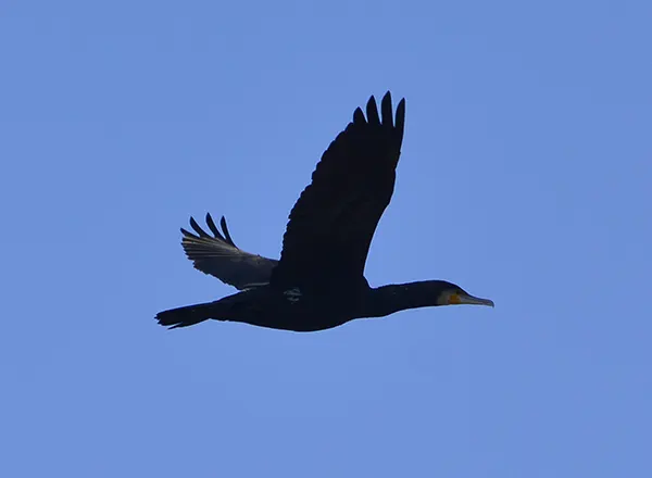 Veliki kormoran 