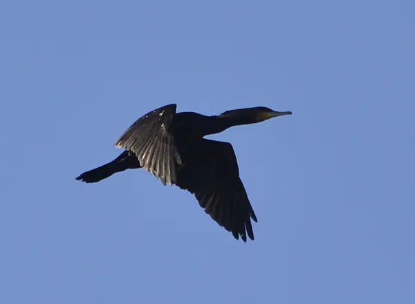 Kormoran