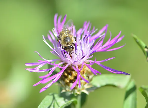 Pčela na šumskom različku