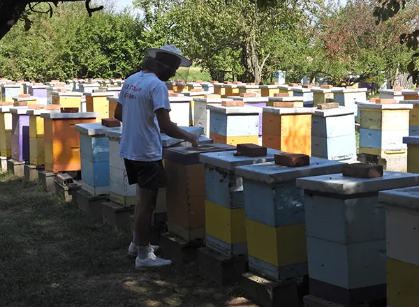 Jedan od naših pčelinjaka - Pčelinjaci Stanković Mladenovac