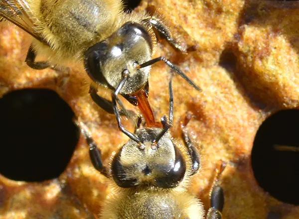 Prenos hrane i feromona od pčele do pčele