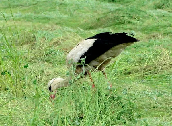 Roda na pčelinjaku