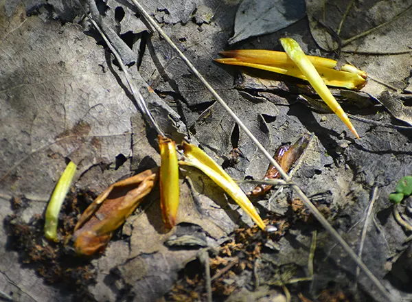 Propolis tipa topole - pupoljci topole