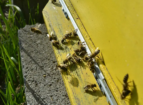  Pred bagrem košnica vidno ojačava  