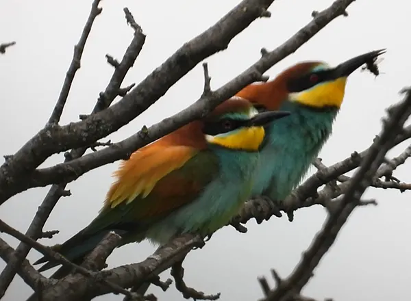 Pčelarica - Merops apiaster