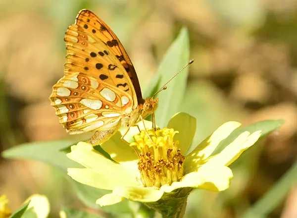 srebrna sedefica