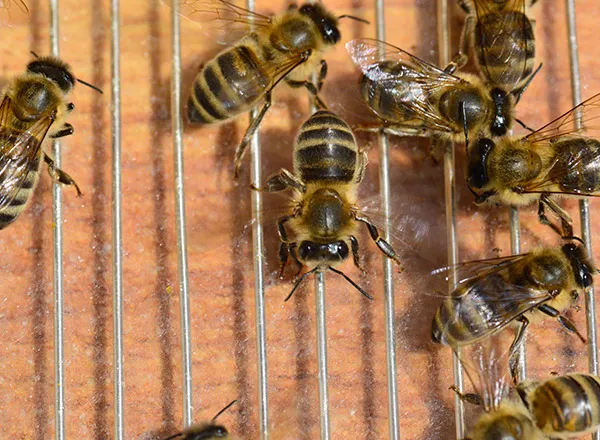 Pčele na pločama