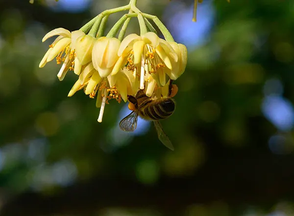Pčele na lipi