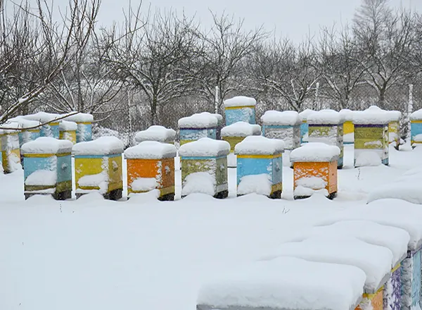 Zima na pčelinjaku