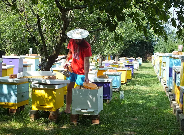  Rad kod pčela  