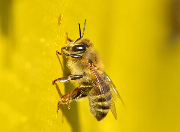 Pčela na pročisnom letu