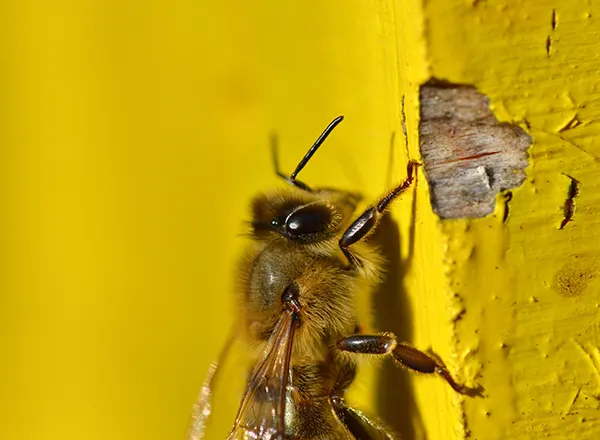 Pčela u krupnom planu