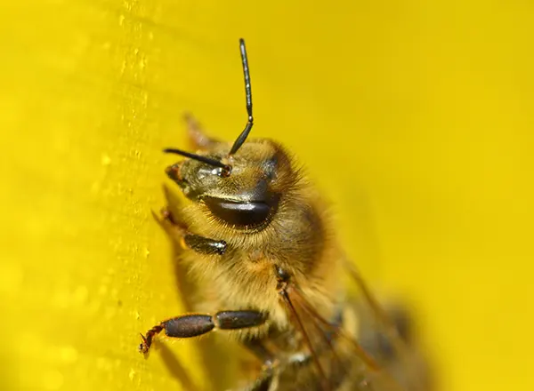 Pčela 3