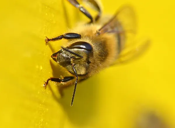 Pčela na košnici