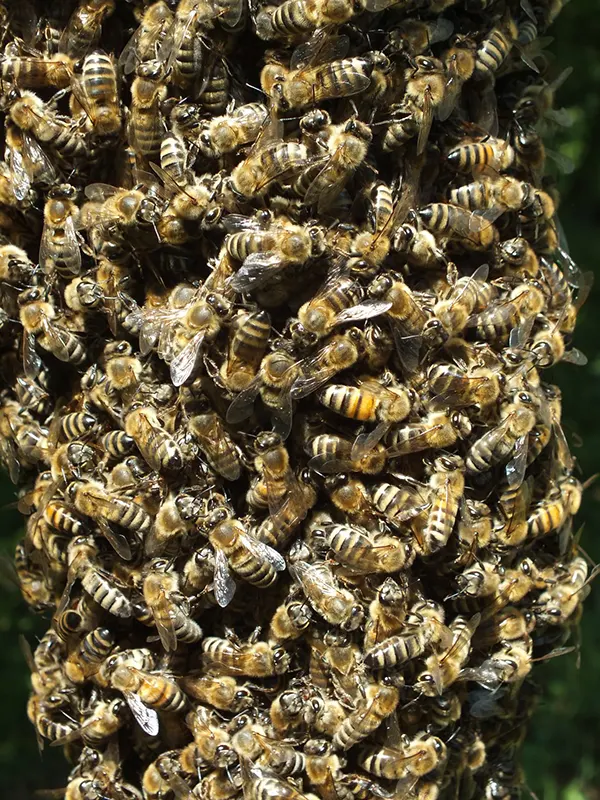 Dobro došli u zemlju pčela