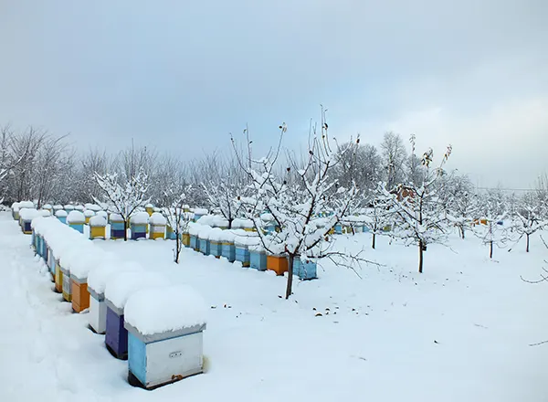 Pčele prognoziraju jaku zimu 