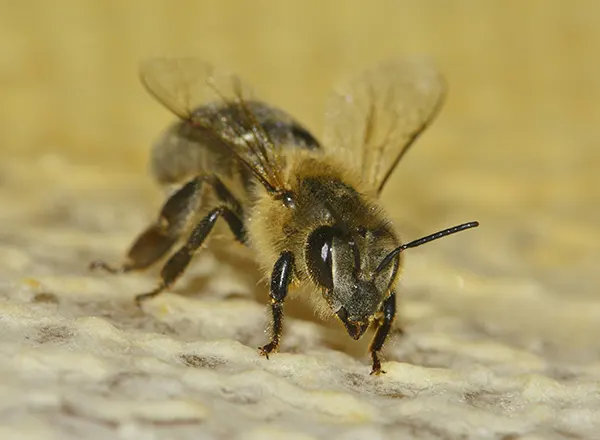 Pčela na ramu punom meda