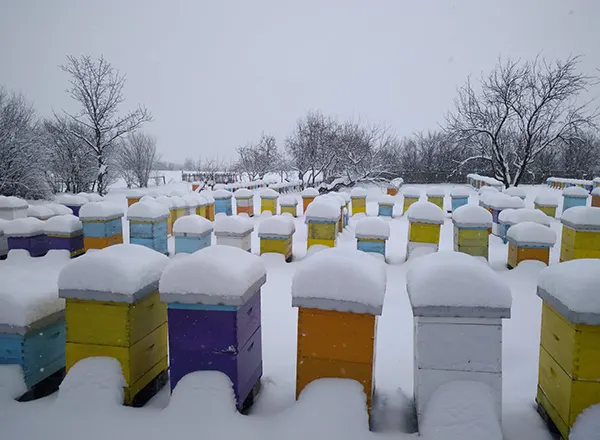 Zima na pčelinjaku  