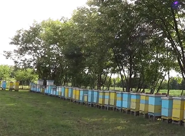 Bagremova pasa 2015 godine
