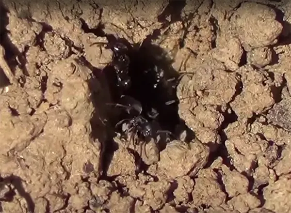Mravi u akciji gradjenja mravinjaka