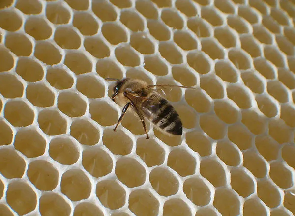 Pčela na savršeno izvučenom saću